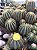 Eriocactus magnificus Pt11 - Imagem 4