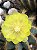 Eriocactus magnificus Pt11 - Imagem 2