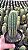 Pilosocereus Sp. Pt11 - Imagem 1