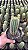 Pilosocereus Sp. Pt11 - Imagem 3