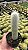 Tocha de prata - Cleistocactus strausii Pt11 - Imagem 3