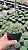 Euphorbia pulvinata Pt11 - Imagem 1