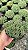 Euphorbia pulvinata Pt11 - Imagem 2