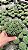 Euphorbia pulvinata Pt11 - Imagem 3
