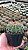 Melocactus Sp. Pt11 - Imagem 2