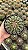 Melocactus Sp. Pt11 - Imagem 3