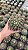Melocactus ernestii Pt11 - Imagem 1