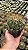 Melocactus ernestii Pt11 - Imagem 2