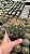 Melocactus ernestii Pt11 - Imagem 3