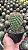 Mammillaria hidalgensis Pt11 - Imagem 2
