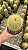 Eriocactus leninghausii - Imagem 2