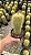 Eriocactus leninghausii - Imagem 1
