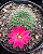 Rebutia lilacincoroban Pt11 - Imagem 3