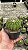Discocactus Sp. Pt11 - Imagem 1