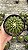 Discocactus Sp. Pt11 - Imagem 2