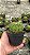 Discocactus Sp. Pt11 - Imagem 3