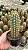Pilosocereus zehntneri Pt11 - Imagem 1