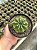 Notocactus campestrensis Pt11 - Imagem 3