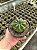 Notocactus campestrensis Pt11 - Imagem 2