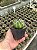 Notocactus campestrensis Pt11 - Imagem 1