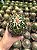 Stenocactus lloydii Pt11 - Imagem 3