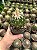 Stenocactus lloydii Pt11 - Imagem 2