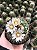 Stenocactus lloydii Pt11 - Imagem 1