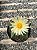 Astrophytum myriostigma nudum Pt11 - Imagem 1