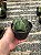 Astrophytum myriostigma nudum Pt11 - Imagem 2