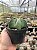 Astrophytum myriostigma nudum Pt11 - Imagem 3