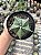 Astrophytum myriostigma nudum Pt11 - Imagem 4