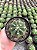Echinopsis subdenudata - Imagem 2