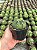 Echinopsis subdenudata - Imagem 3