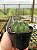 Echinopsis subdenudata - Imagem 1