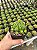 Gymnocalycium multiproliferum Pt11 - Imagem 1