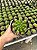 Gymnocalycium multiproliferum Pt11 - Imagem 3