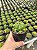 Gymnocalycium multiproliferum Pt11 - Imagem 4