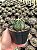 Astrophytum capricorne Pt11 - Imagem 3