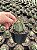 Astrophytum capricorne Pt11 - Imagem 5