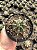 Astrophytum capricorne Pt11 - Imagem 6