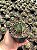 Astrophytum capricorne Pt11 - Imagem 7