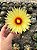 Astrophytum capricorne Pt11 - Imagem 1