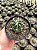 Astrophytum capricorne Pt11 - Imagem 2