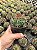 Melocactus bahiensis - Imagem 2