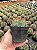 Melocactus bahiensis - Imagem 3