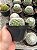 Mammillaria candida Pt11 - Imagem 3