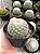 Mammillaria candida Pt11 - Imagem 1