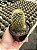 Mammillaria guerreronis Pt11 - Imagem 1