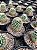 Mammillaria guerreronis Pt11 - Imagem 3