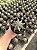 Astrophytum ornatum Pt11 - Imagem 2